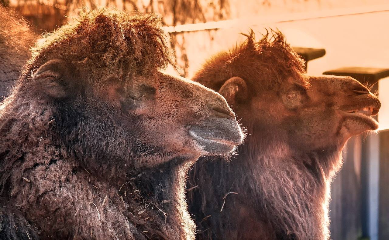 The Future of Interactive Storytelling: From Choose-Your-Own-Adventure Books to AI-driven Narratives