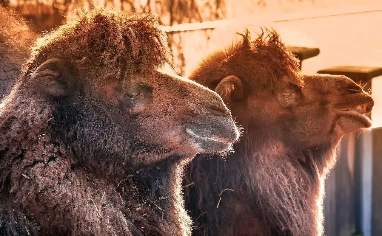 The Future of Interactive Storytelling: From Choose-Your-Own-Adventure Books to AI-driven Narratives