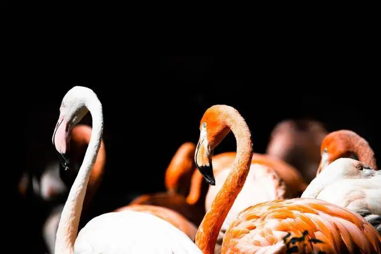 Election Results and Their Impact on City Defense Policy