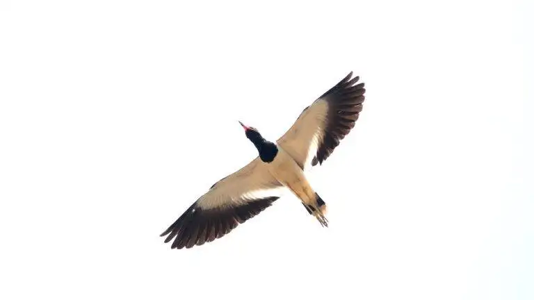 Election Season and Political Debate Strategies in National Elections